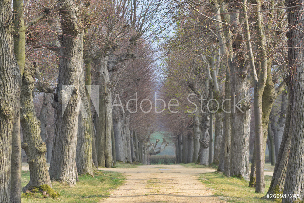 Lindenallee auf dem Gottesacker in Herrnhut