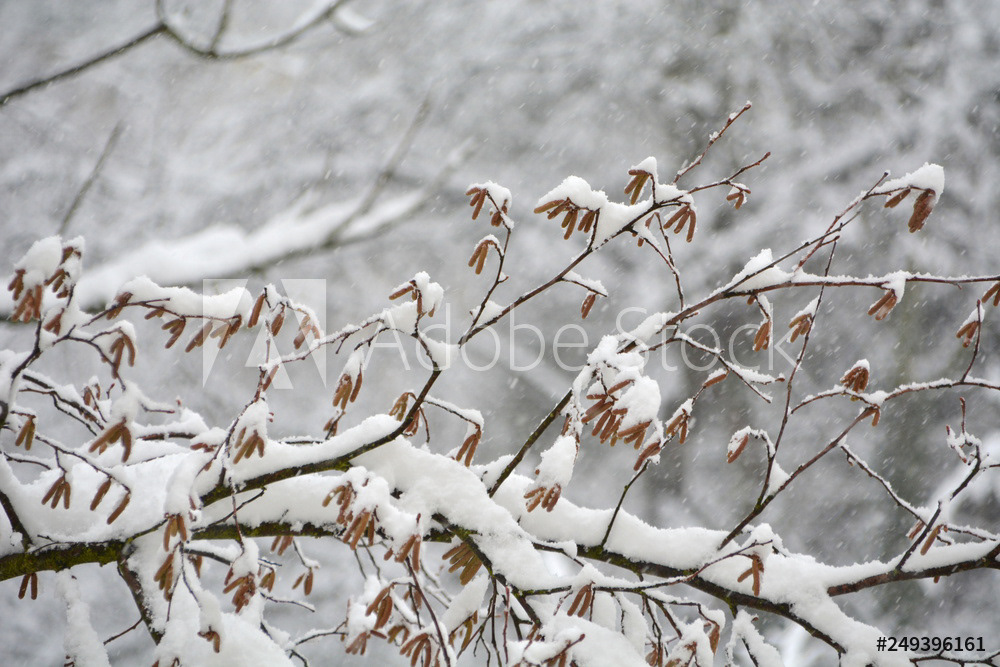 Der Haselnussstrauch wurde eingeschneit