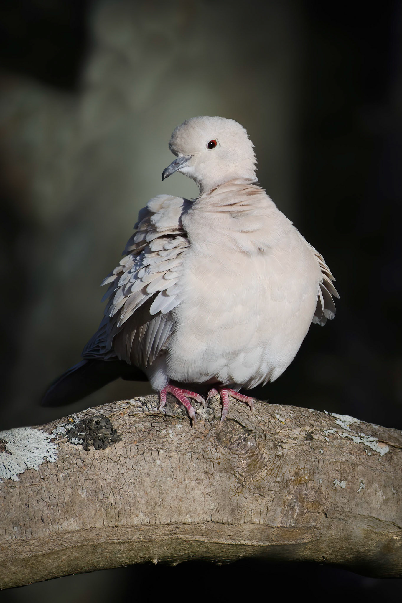 Dove