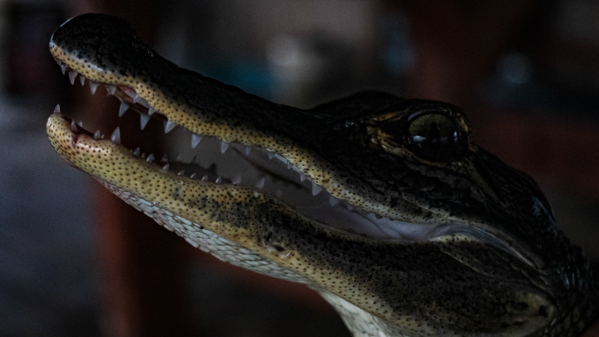 Close Up Baby Gator