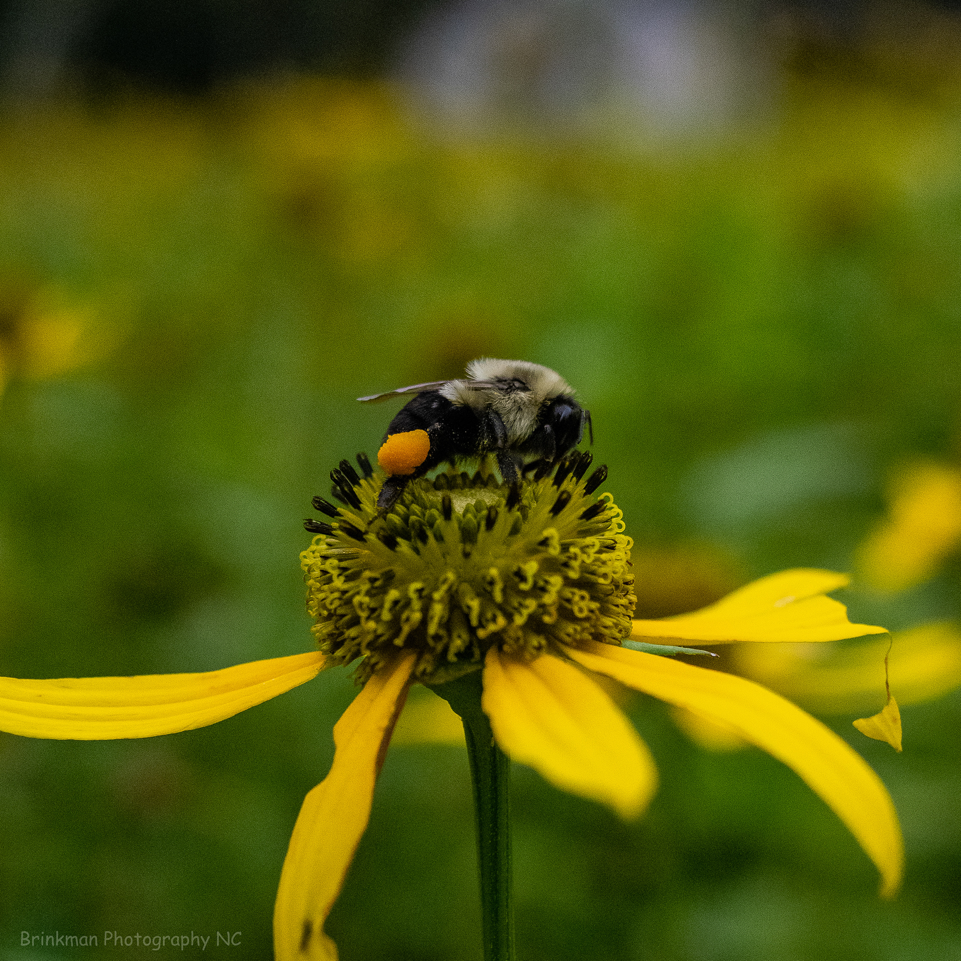 LeConte Bees 1