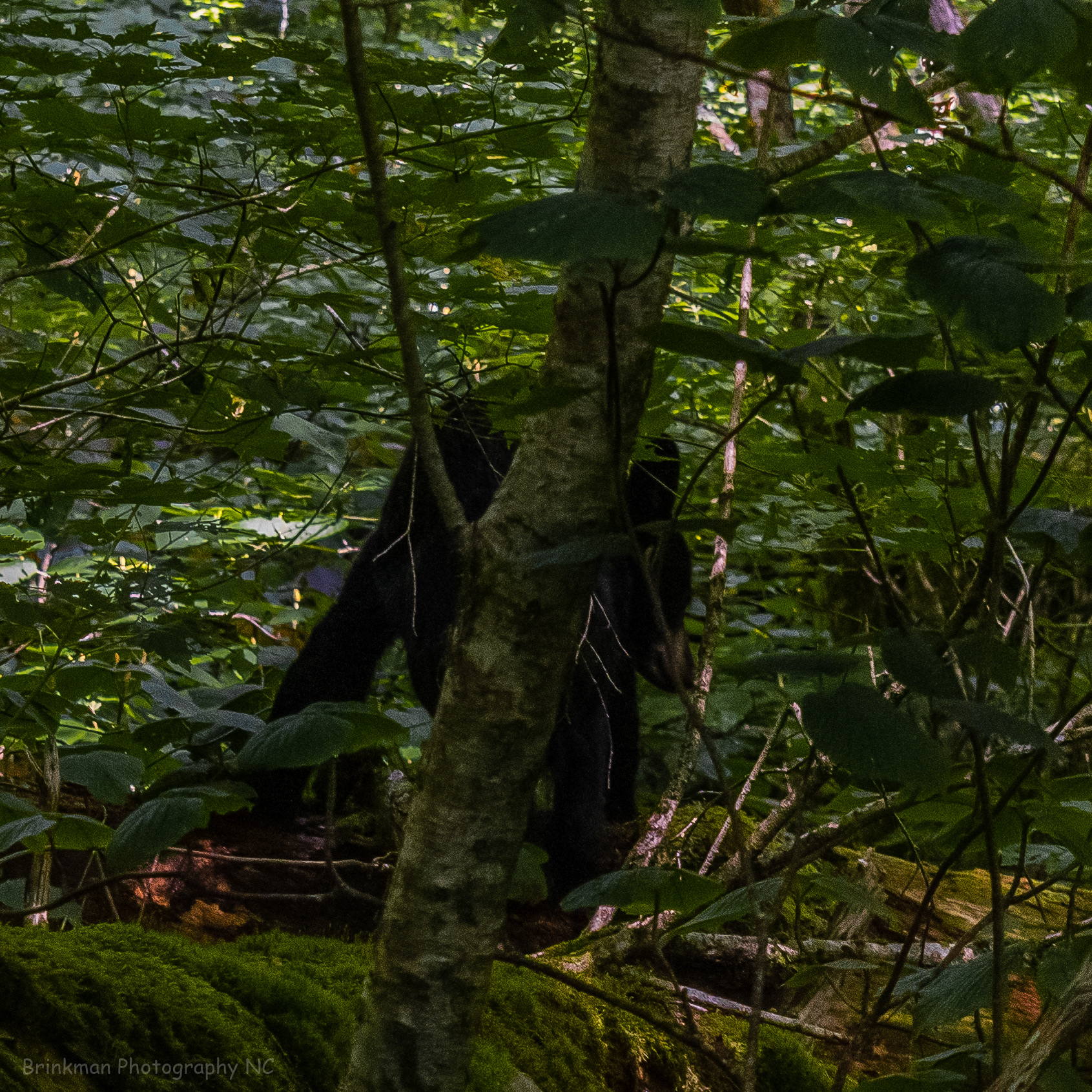 Bear 1