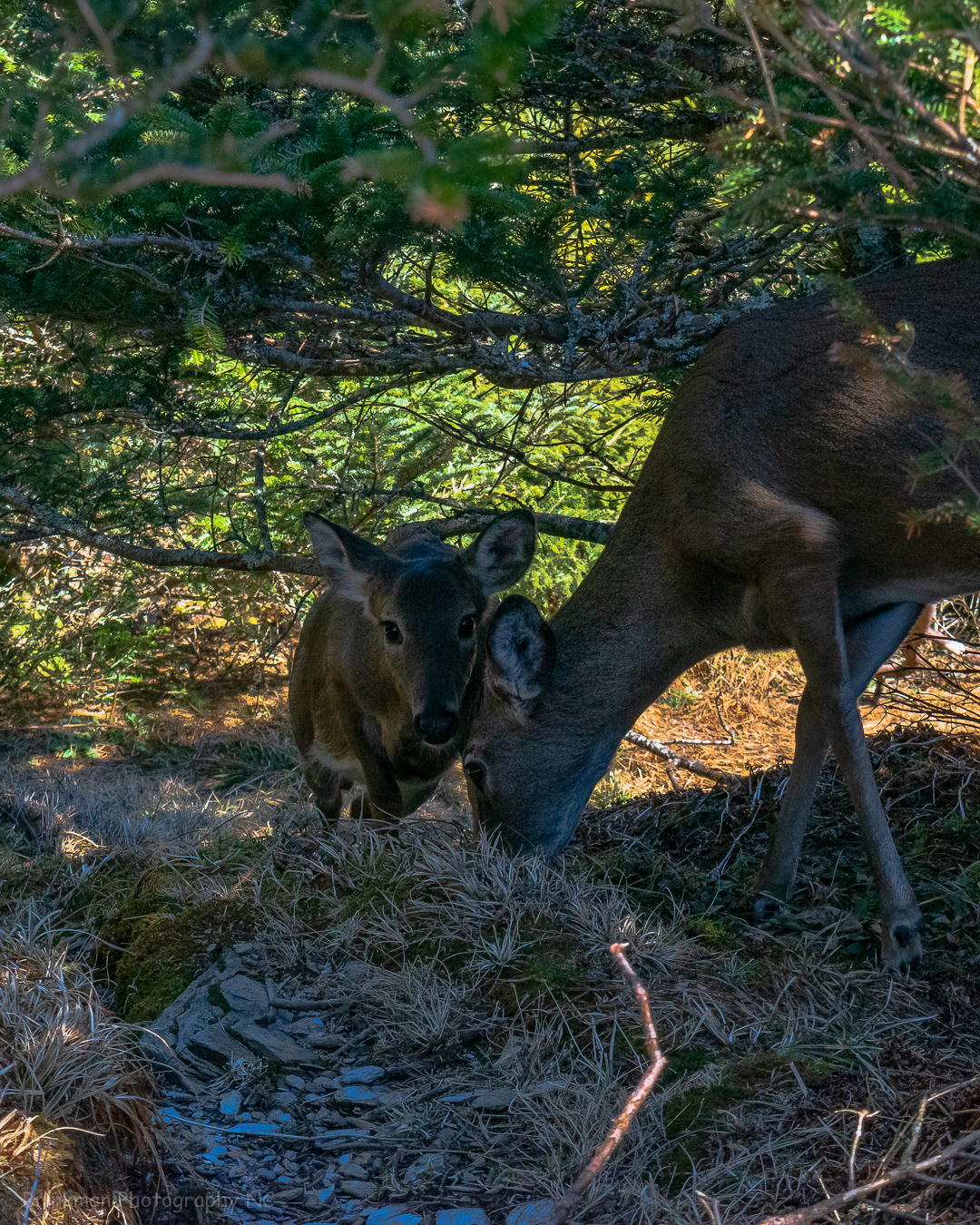 Deer at Mt. Le Conte Lodge