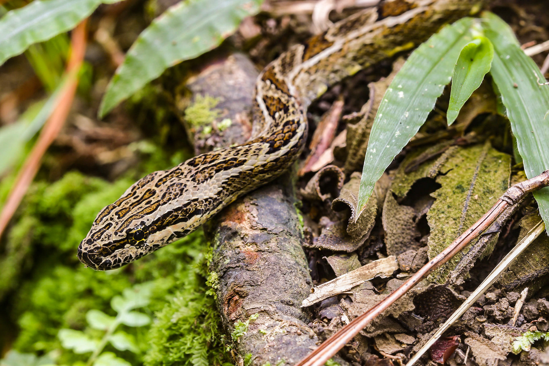 Uma cobra disfarçada no meio da trilha.