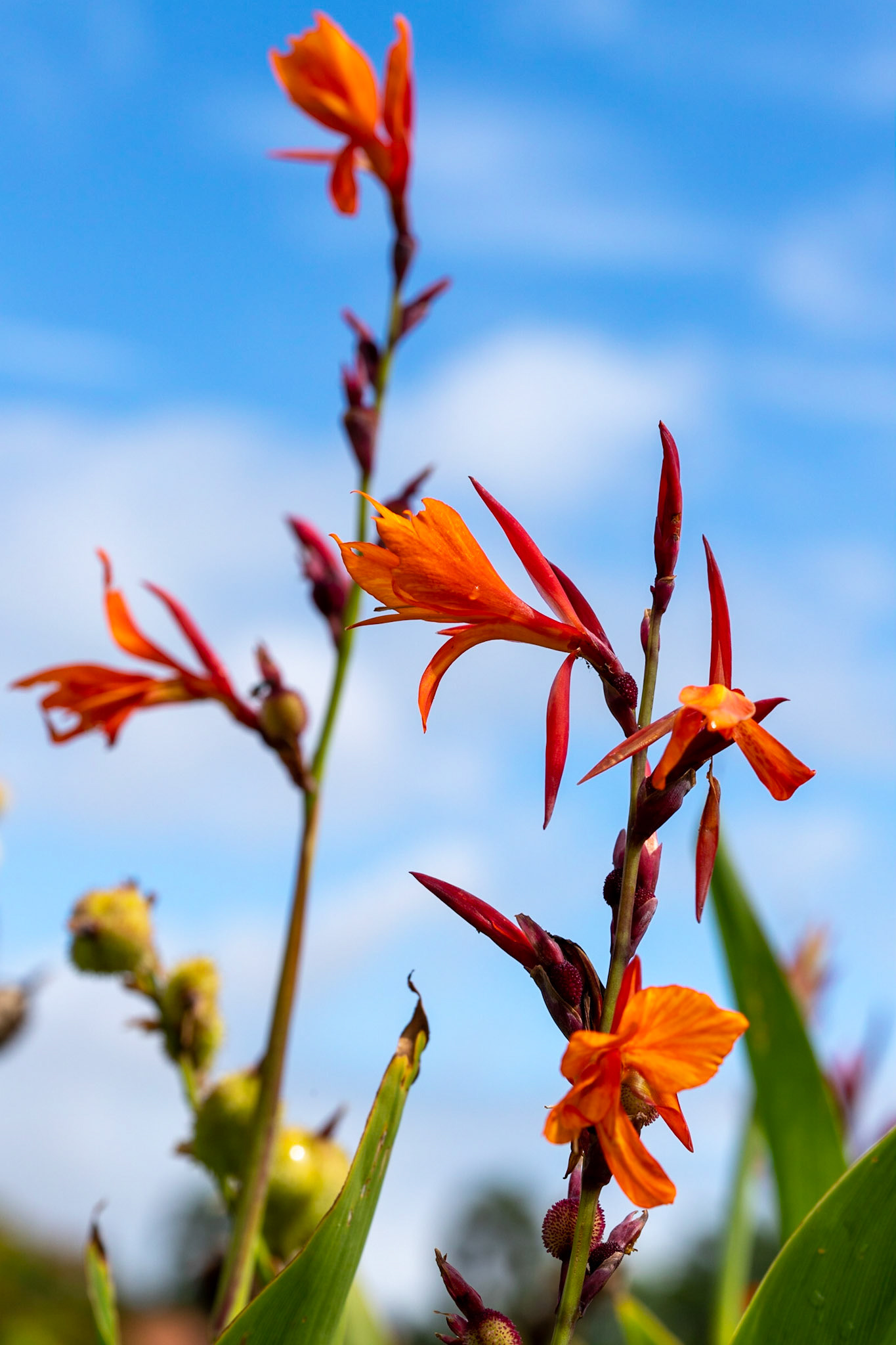 Flores de uma Iris, no Instituto Botânico Plantarum