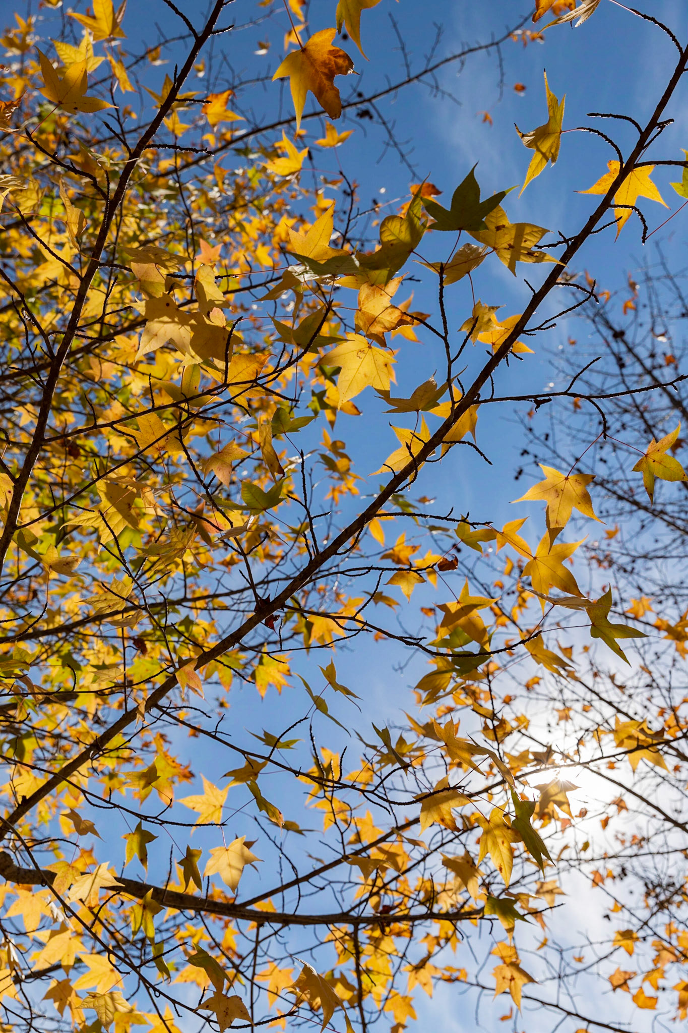 Um fim de tarde em Campos de Jordão.