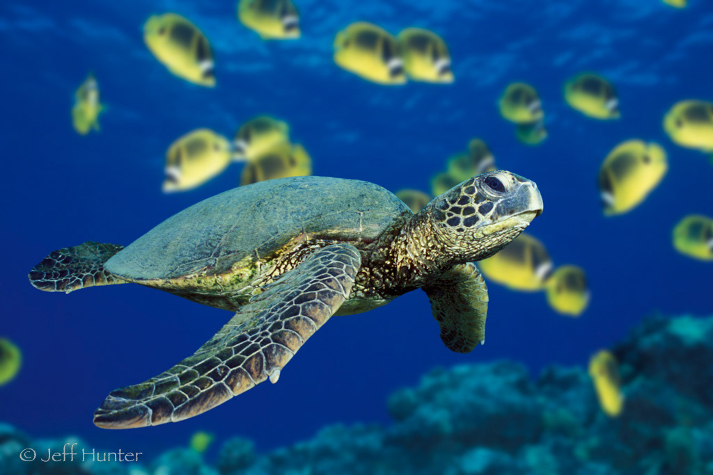 Sea turtle swimming over reef with butterflyfish