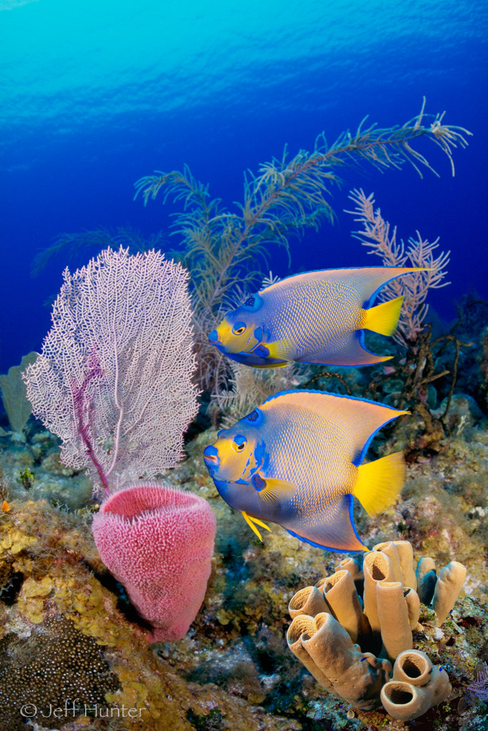 A pair of Queen Angelfish with colorful sponges on a coral reef