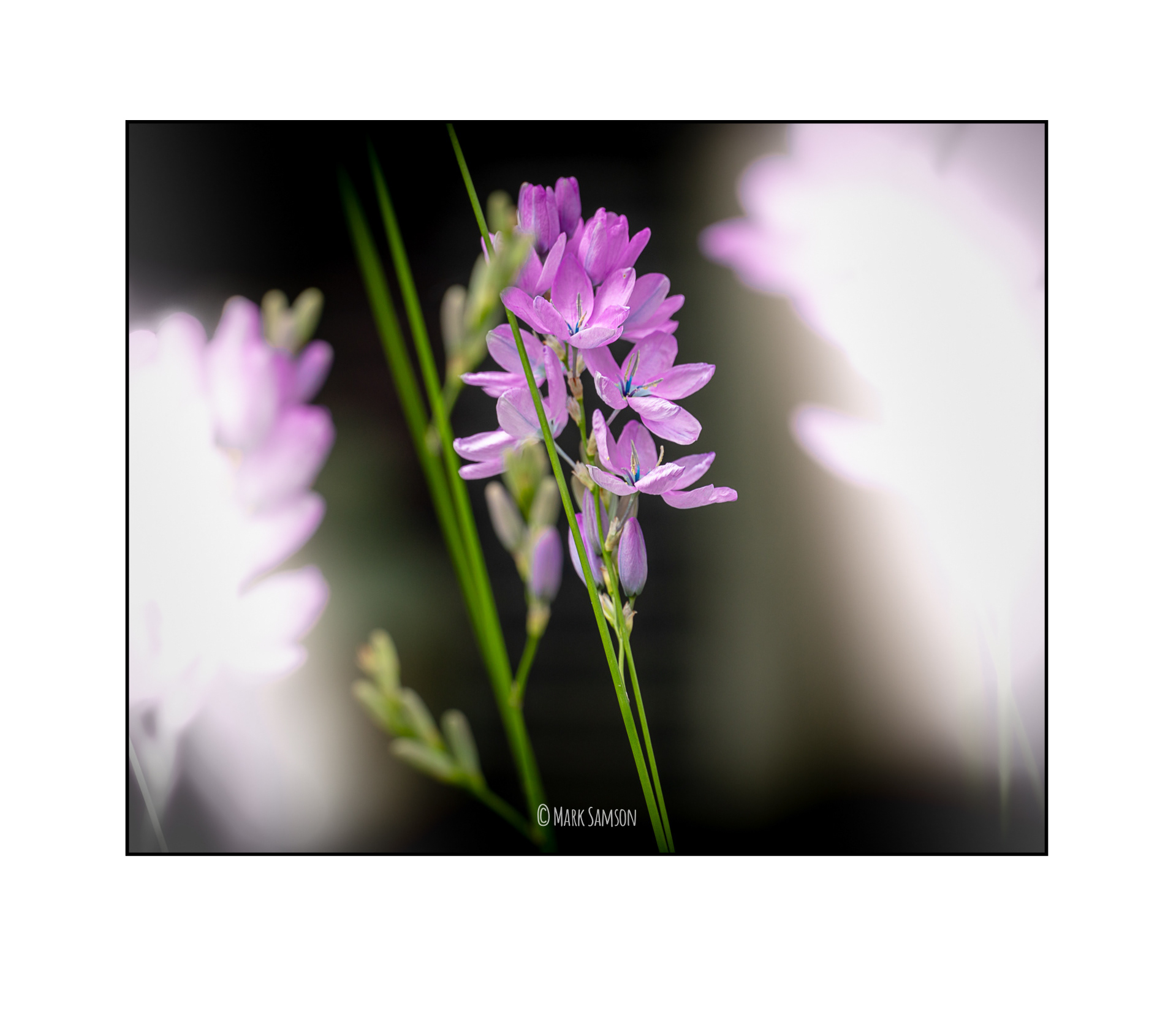 PURPLE FLOWER FA-2