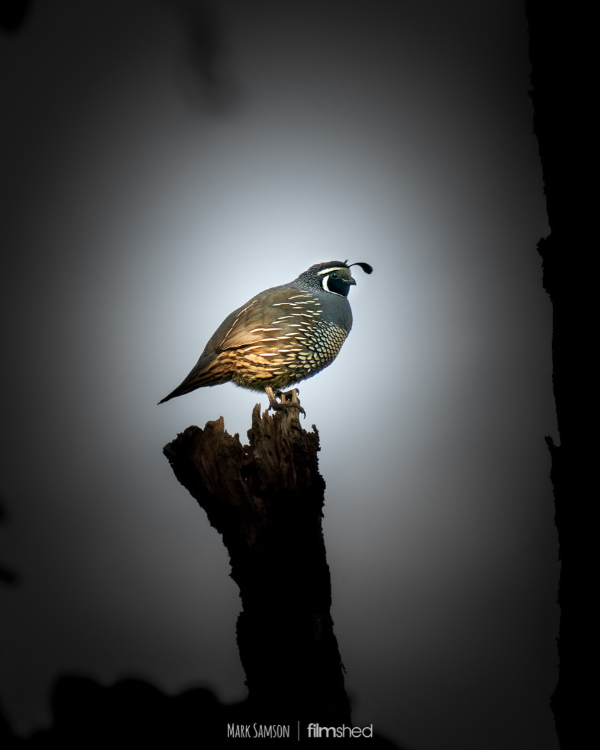 QUAIL STUMP
