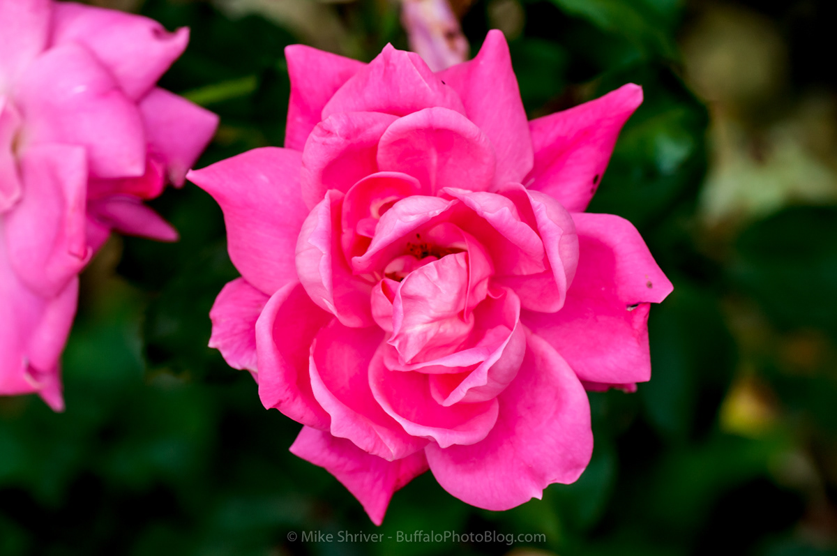 Photography of Buffalo, NY - delaware park rose garden