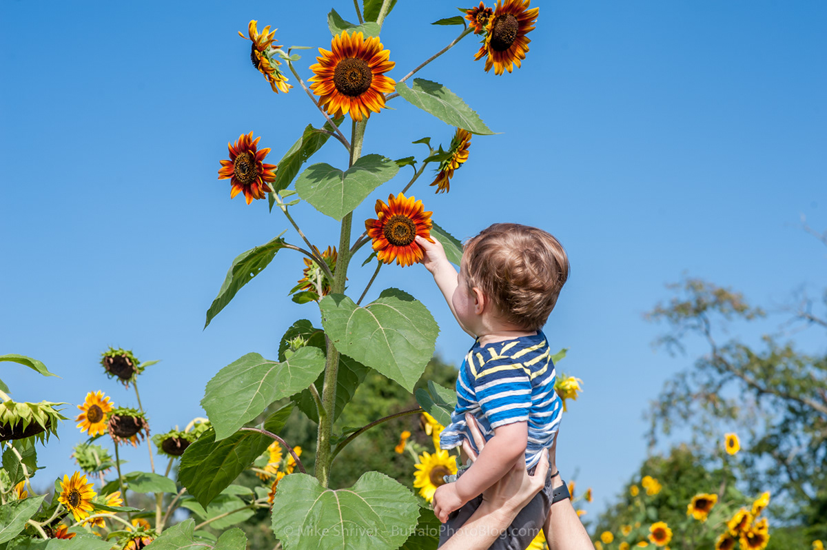 Photography of Buffalo, NY sunflowers of sanborn