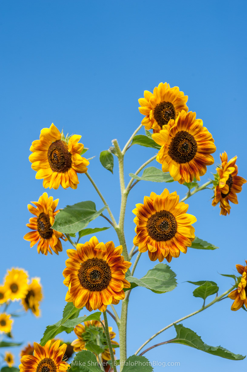 Photography of Buffalo, NY - sunflowers of sanborn