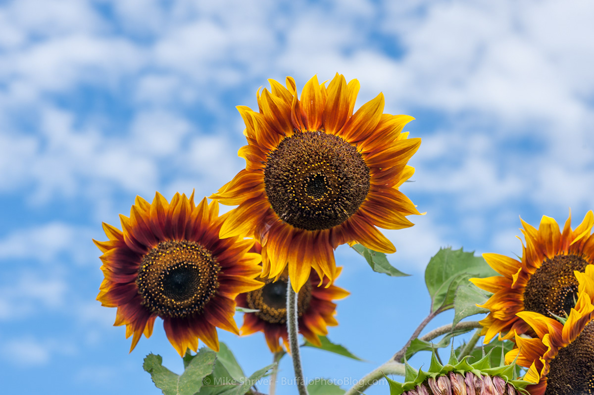 Photography of Buffalo, NY sunflowers of sanborn