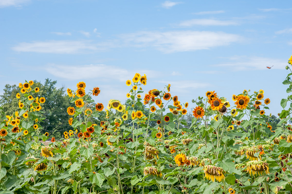 Photography of Buffalo, NY sunflowers of sanborn