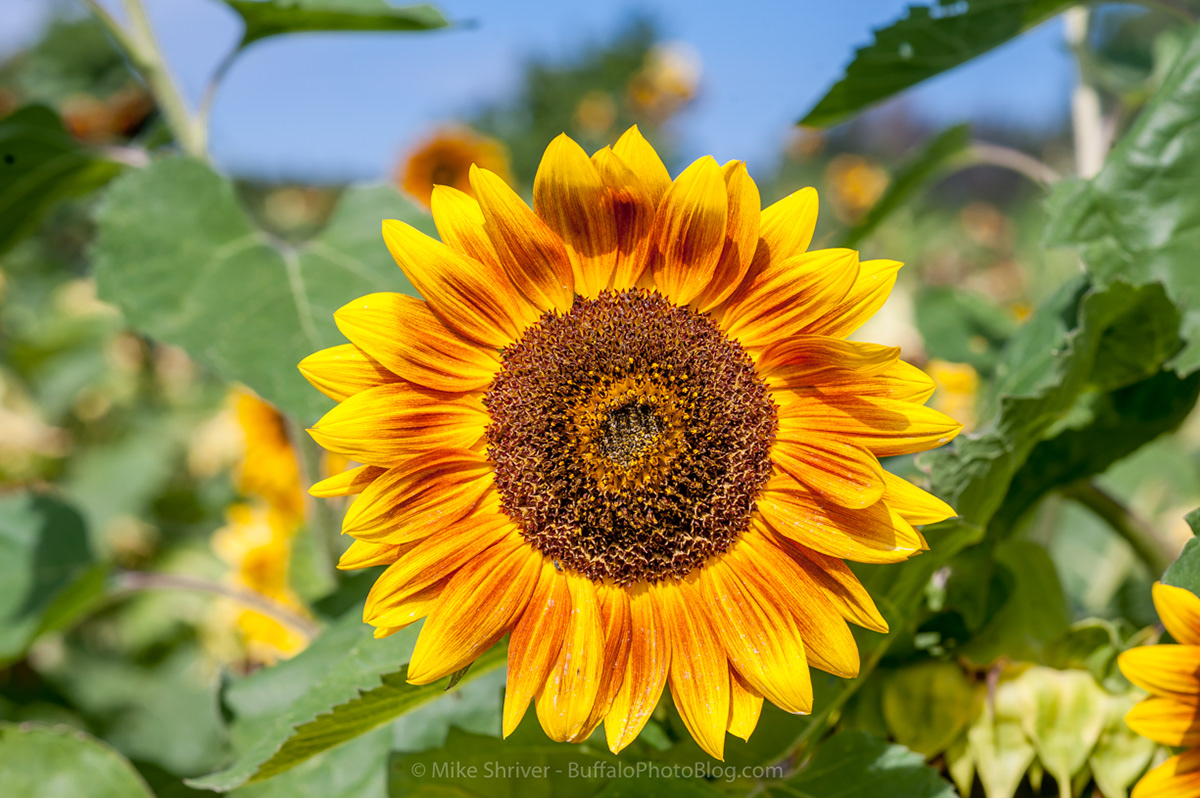 Photography of Buffalo, NY sunflowers of sanborn