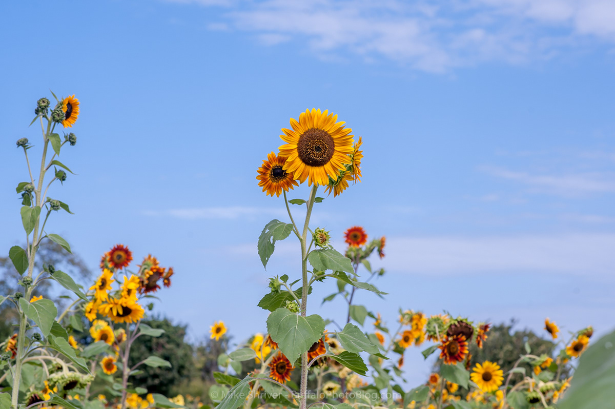 Photography of Buffalo, NY - sunflowers of sanborn