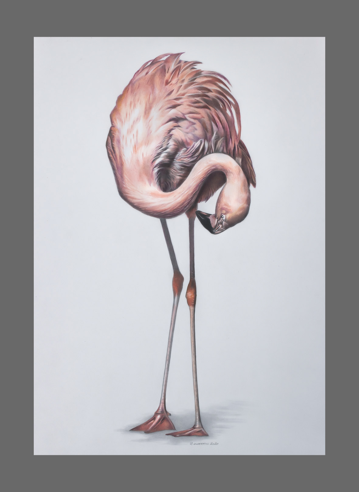 Rob Underhill Illustration Coloured Pencil Drawing Rob Underhill Illustration Coloured Pencil Drawing