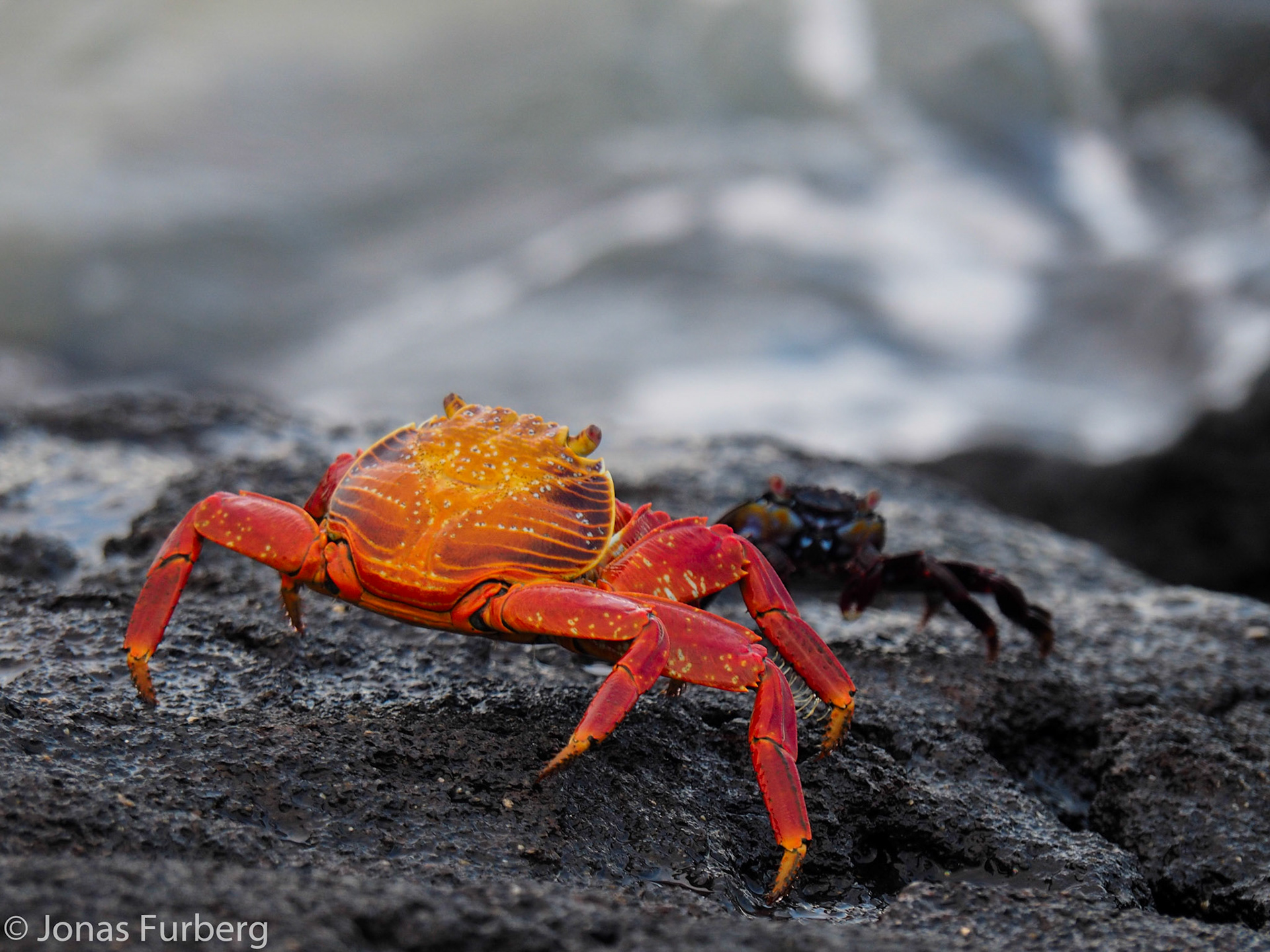 Sally Lightfoot Crab