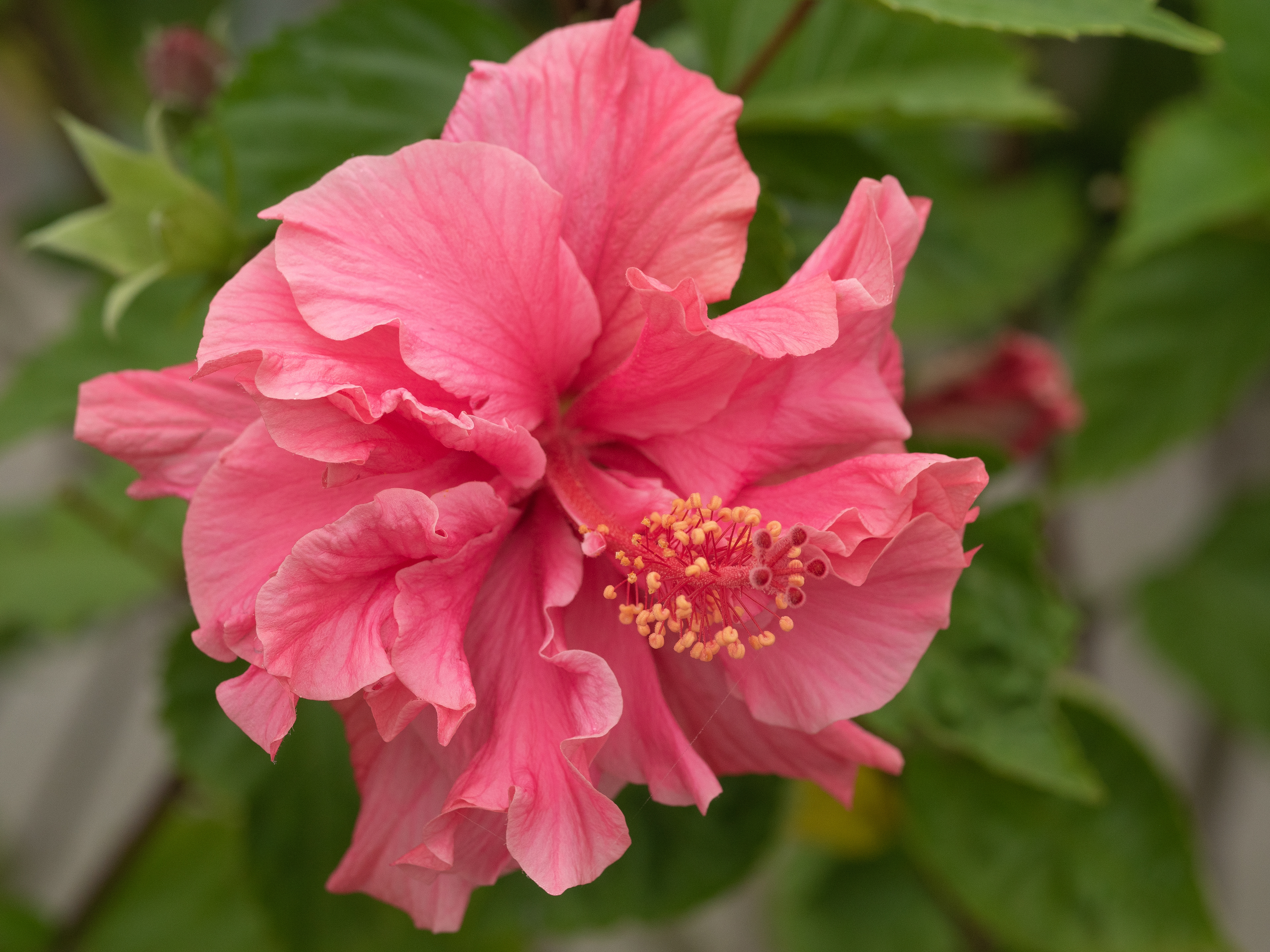 Hibiscus