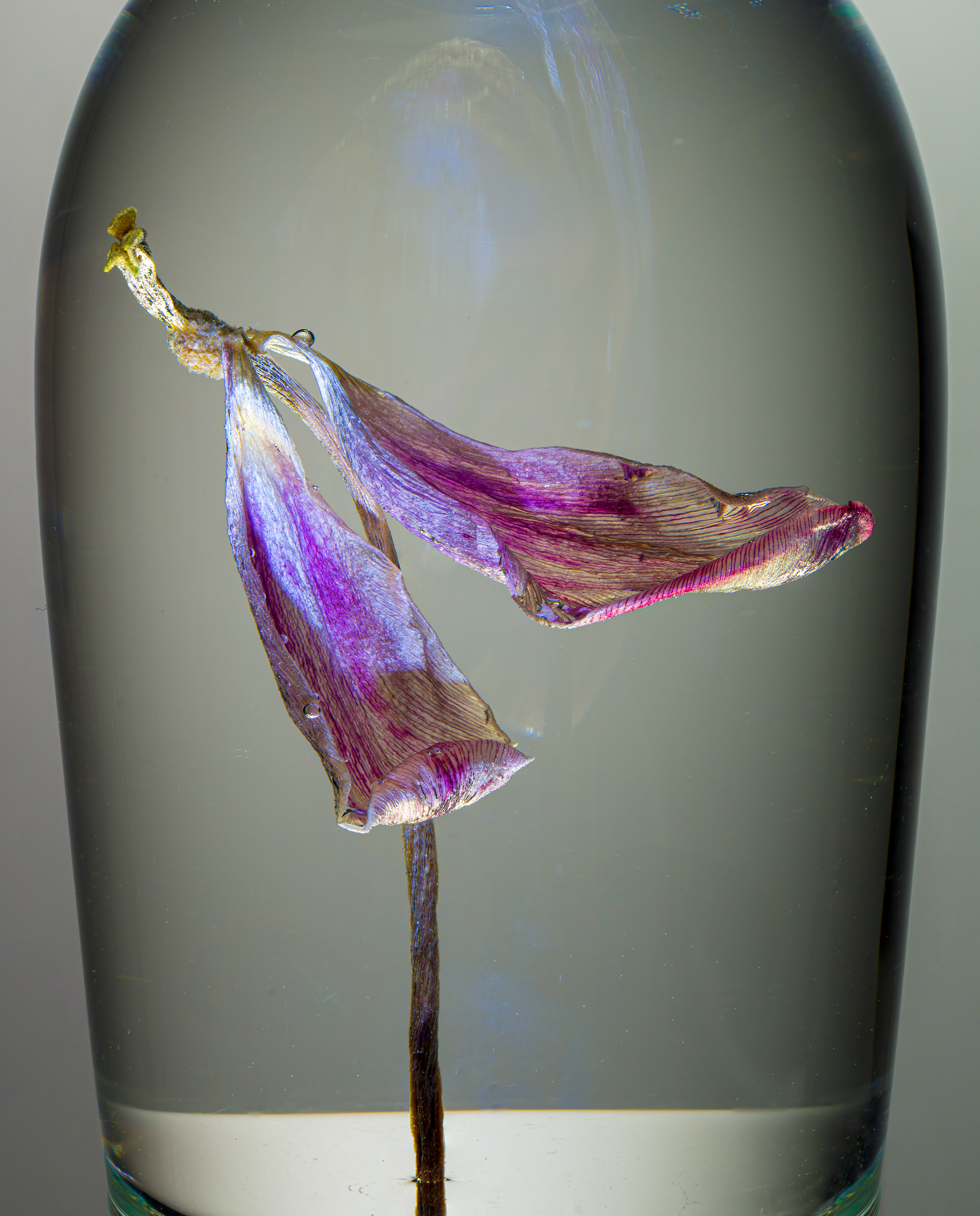 A dry tulip in a glass of water with a bubble on it against agrey background in the studio