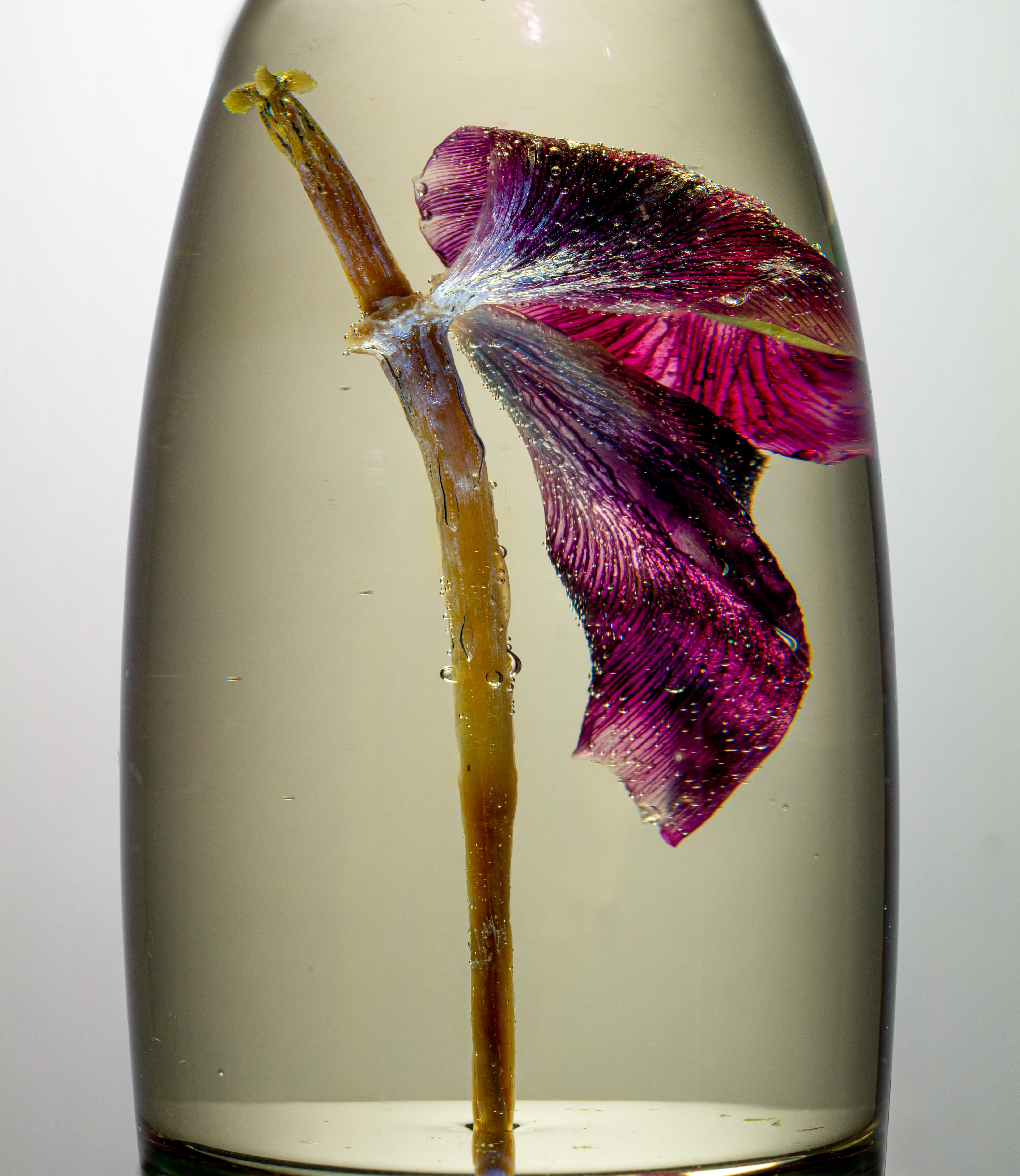 Red dried tulip submerged in a glass of water with bubbles on it against a grey background in the studio