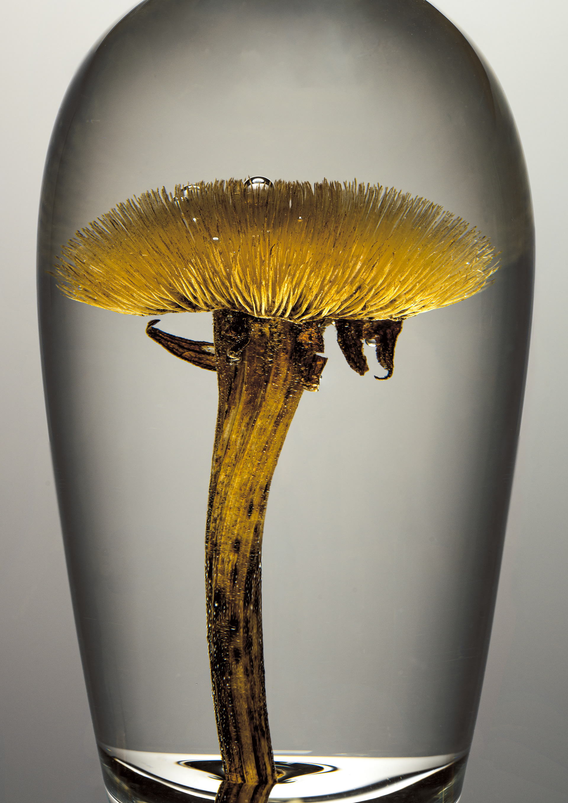 A yellow flower inside a water filled glass with some bubbles on it against a grey background in the studio