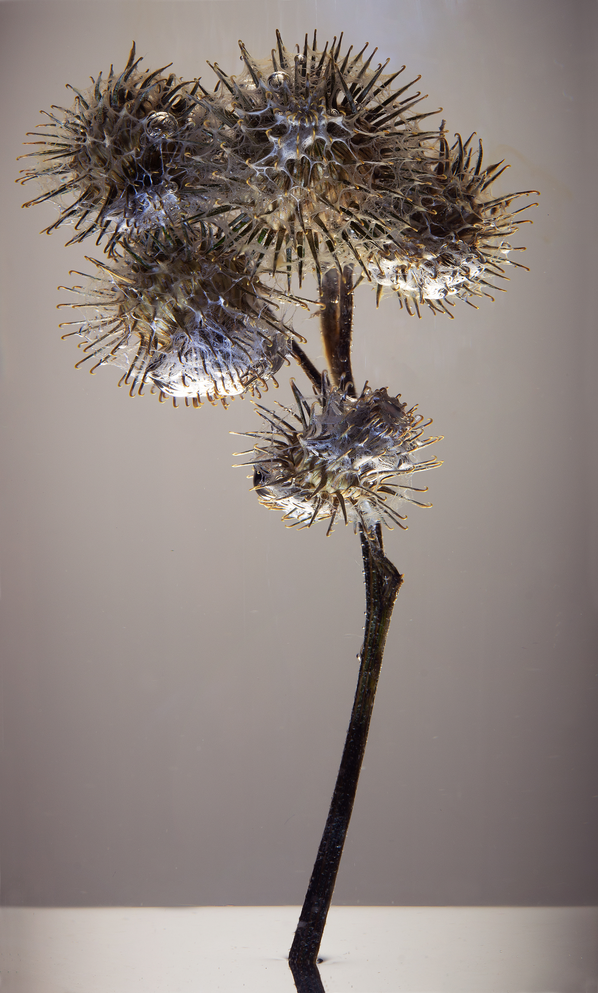A bur underwater with cobwebs an bubbles on it against a grey toned background
