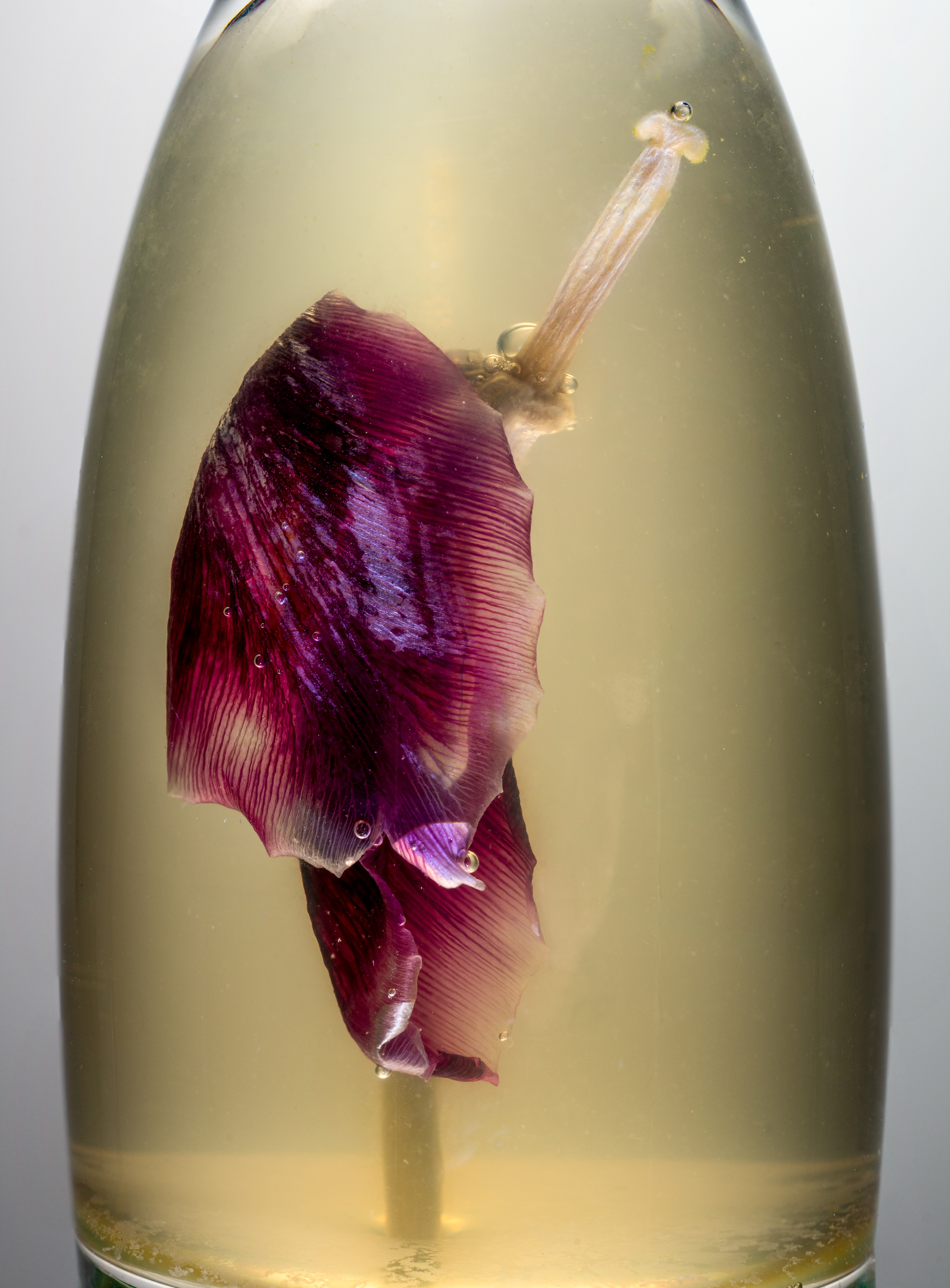 A dried tulip submerged in a glass of water with bubbles on it in the studio