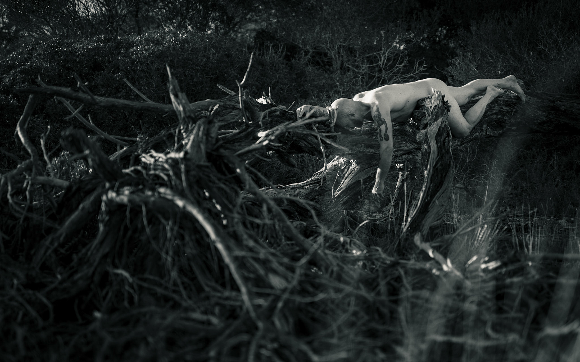 Cala Pi Fallen Tree (2019)