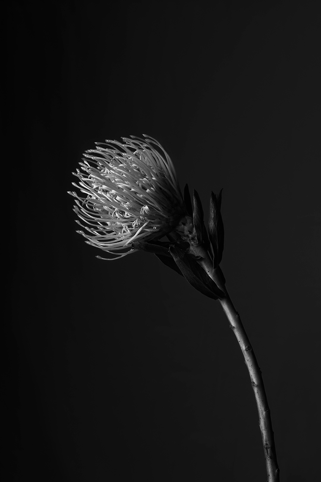fotografía de una flor