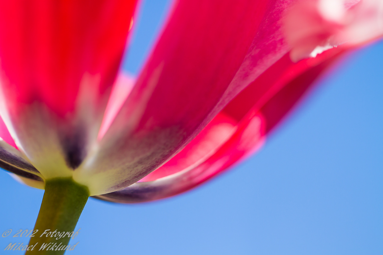 Canon 7D