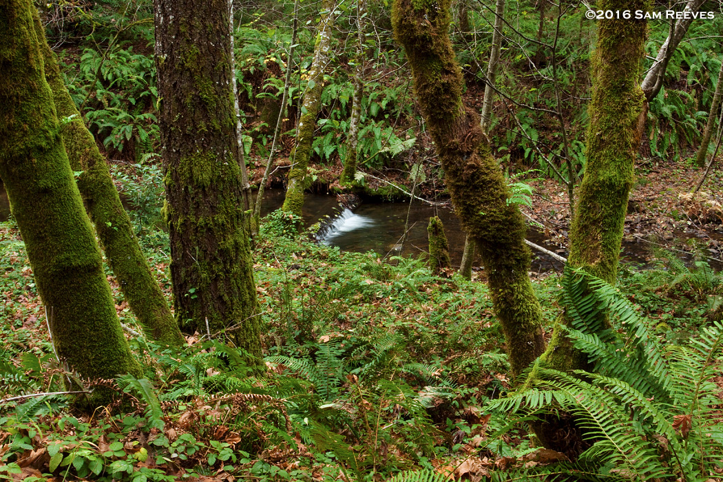 Gazos Creek