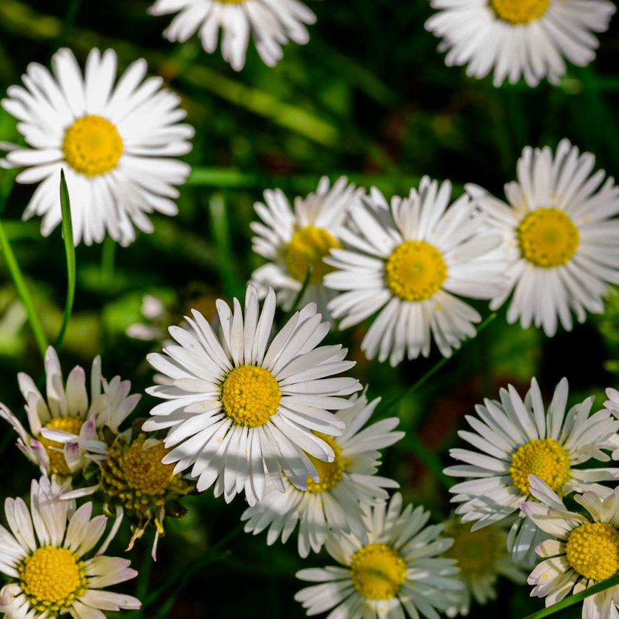 Daisies