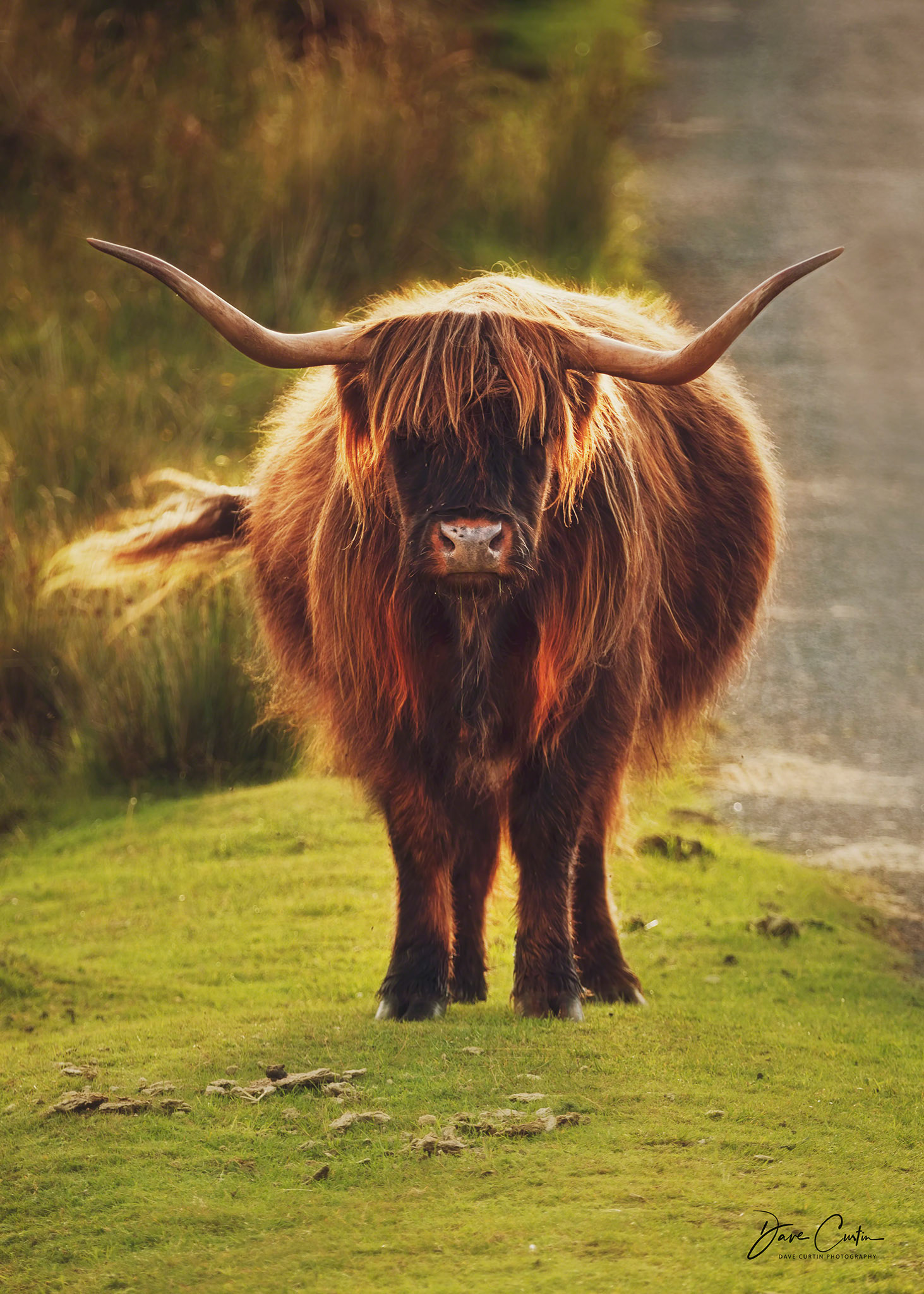 Dartmoor's Highlanders