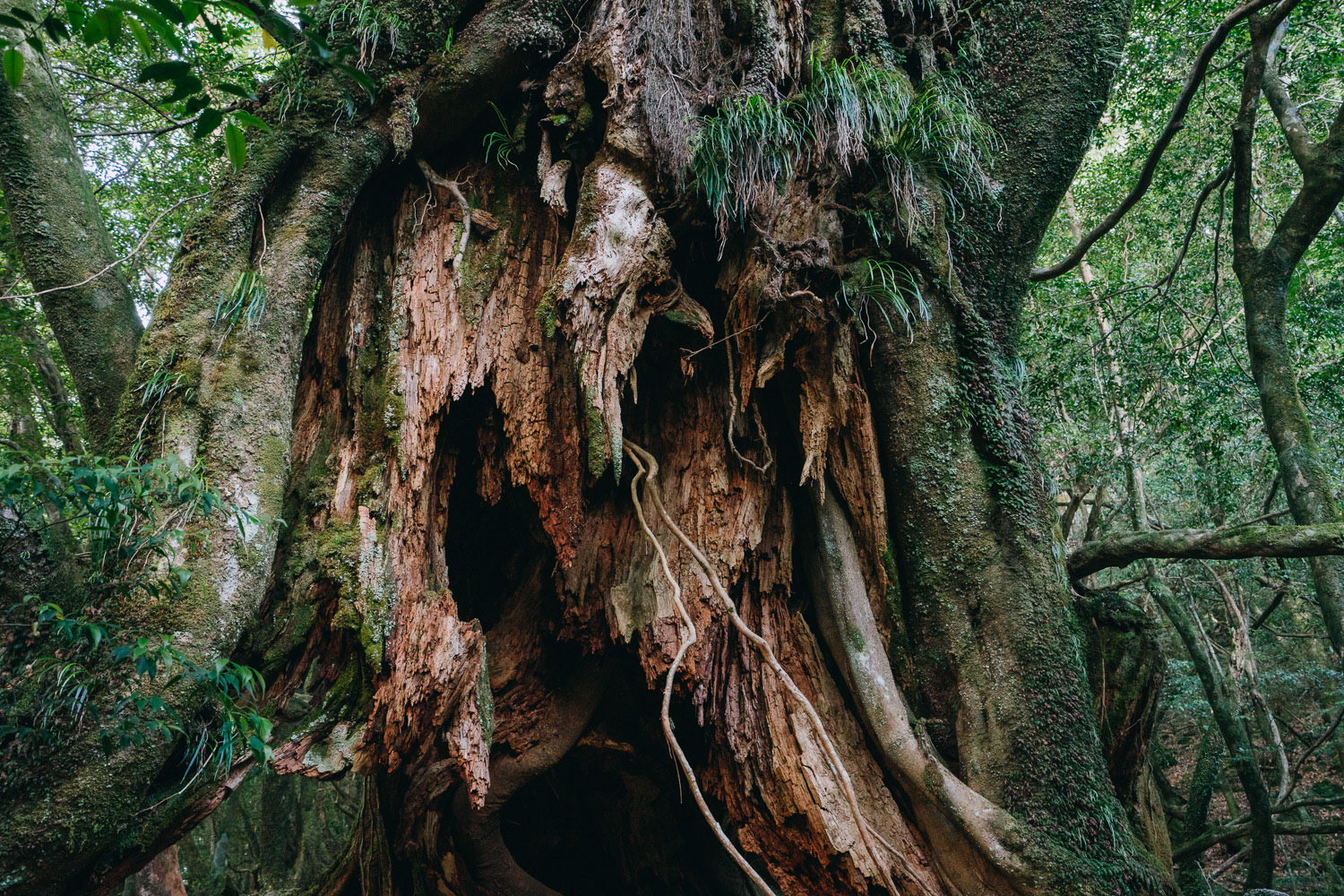 Travel & landscape photographer based in Tokyo, Japan