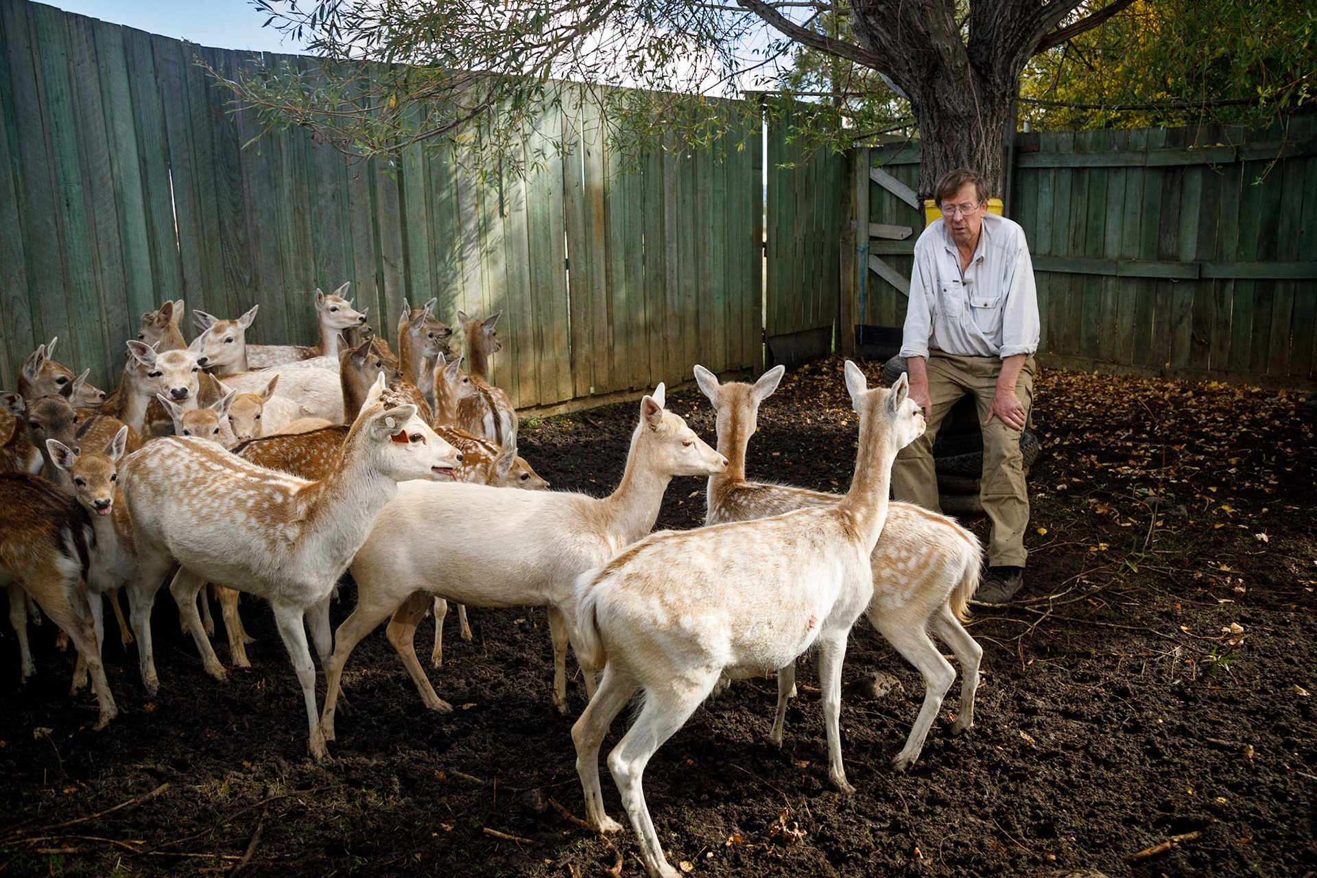 Deer farmer John Bignell with some of his deer on his property Thorne near Bothwell in Tasmania's Central Highlands.