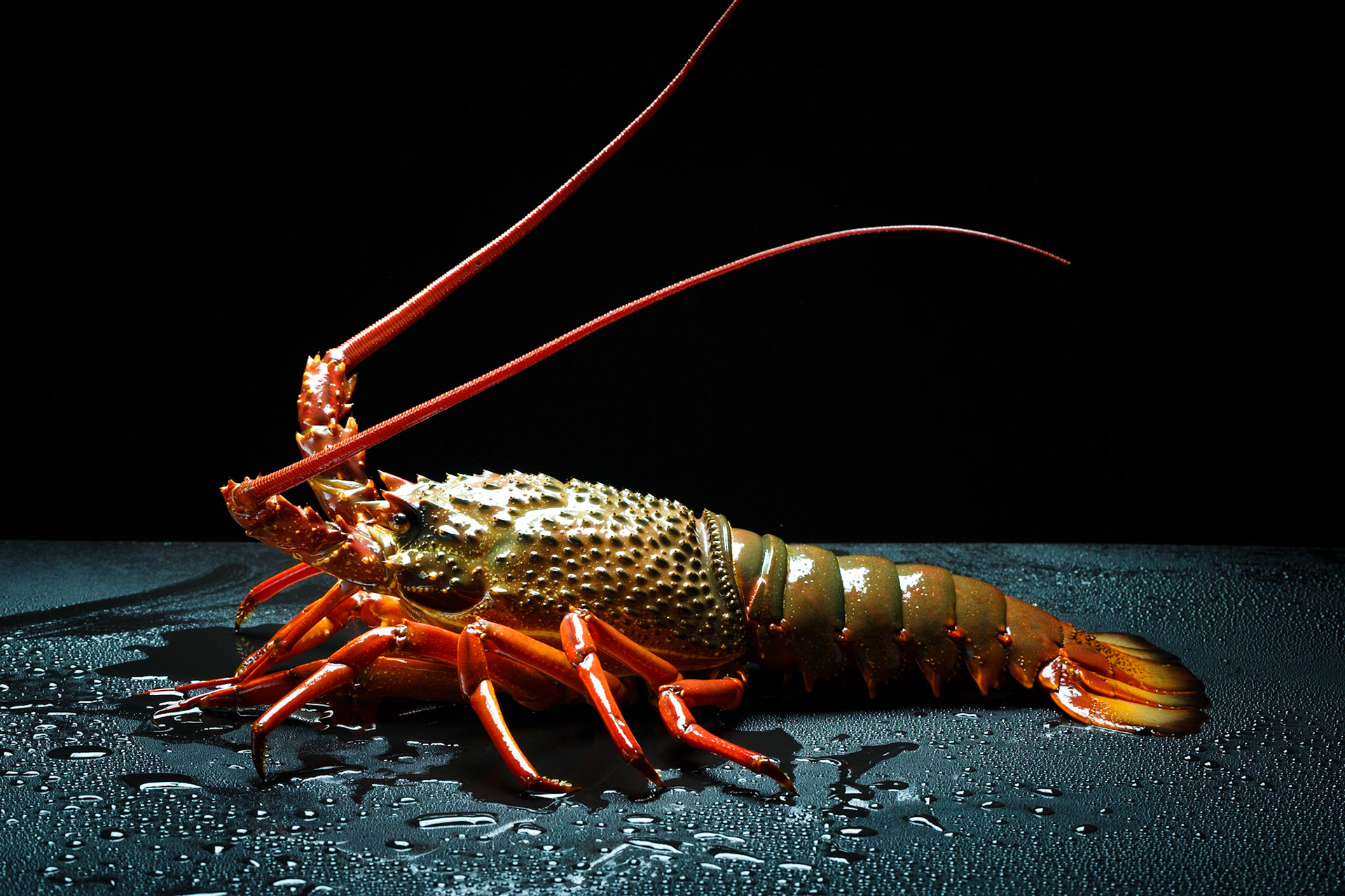 ARC Research Hub for Commercial Development of Rock Lobster Culture Systems