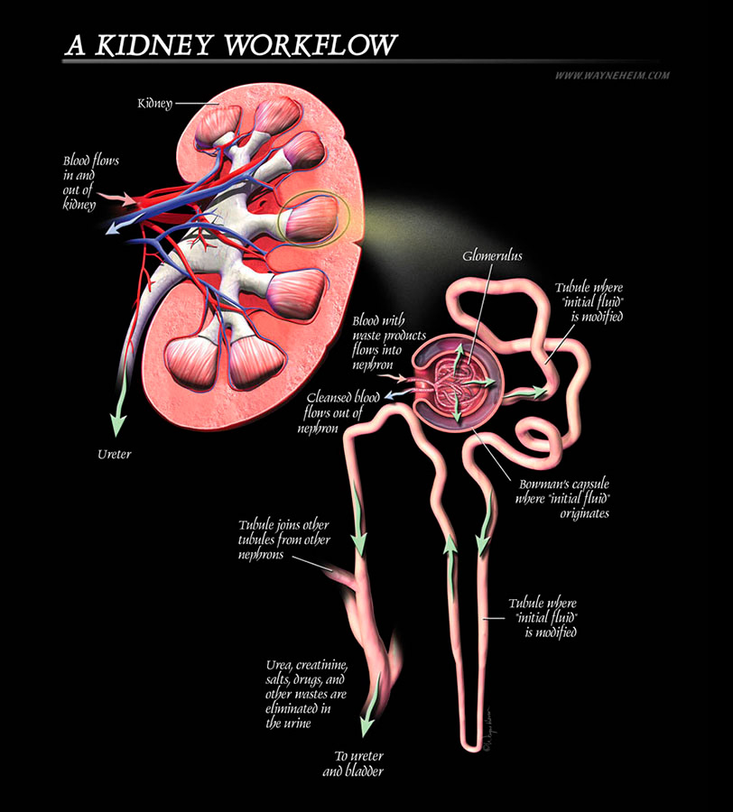 Kidney Anatomy
