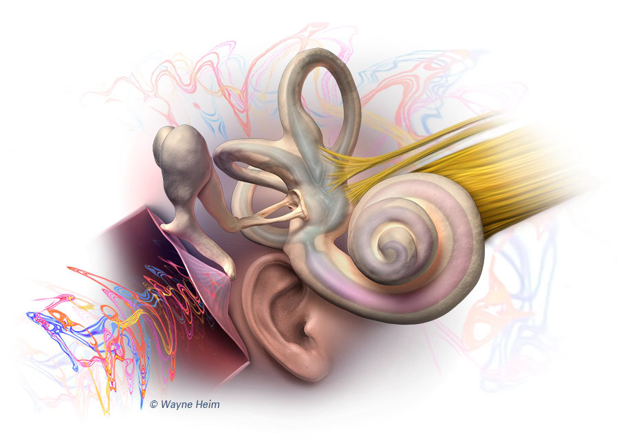 Hearing: The Inner Ear