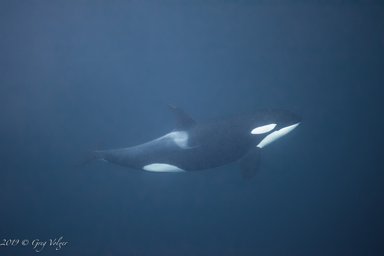 Orca