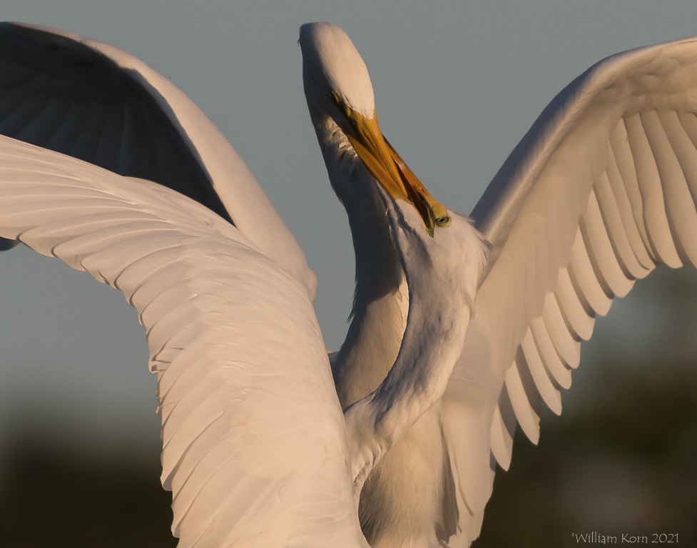 Great Egret Feeding