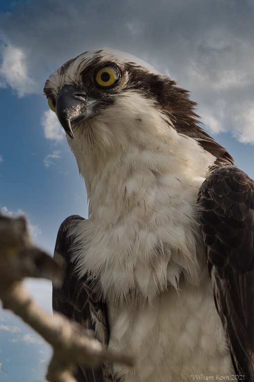 Osprey