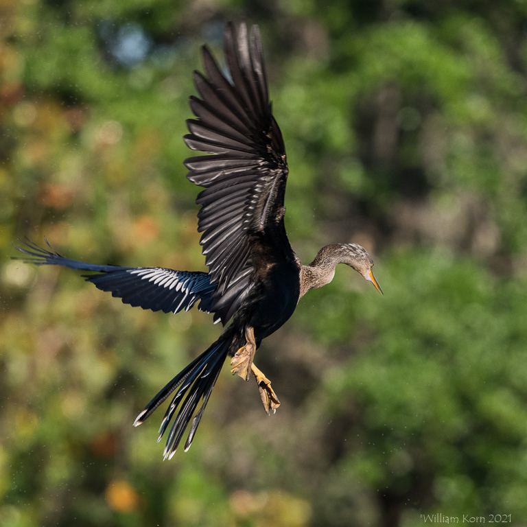 Anhinga In Flight