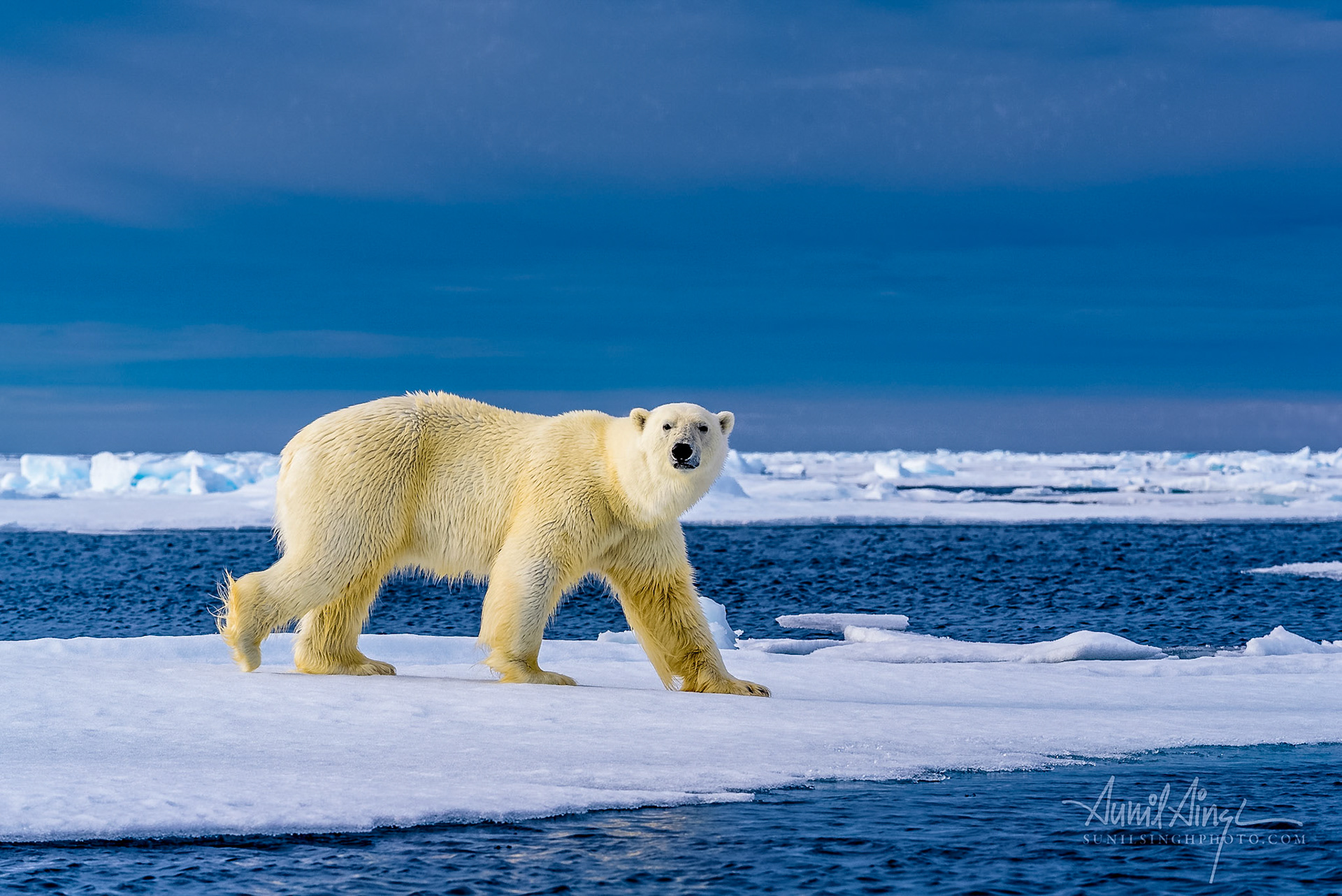 Polar Bear, Svalbard