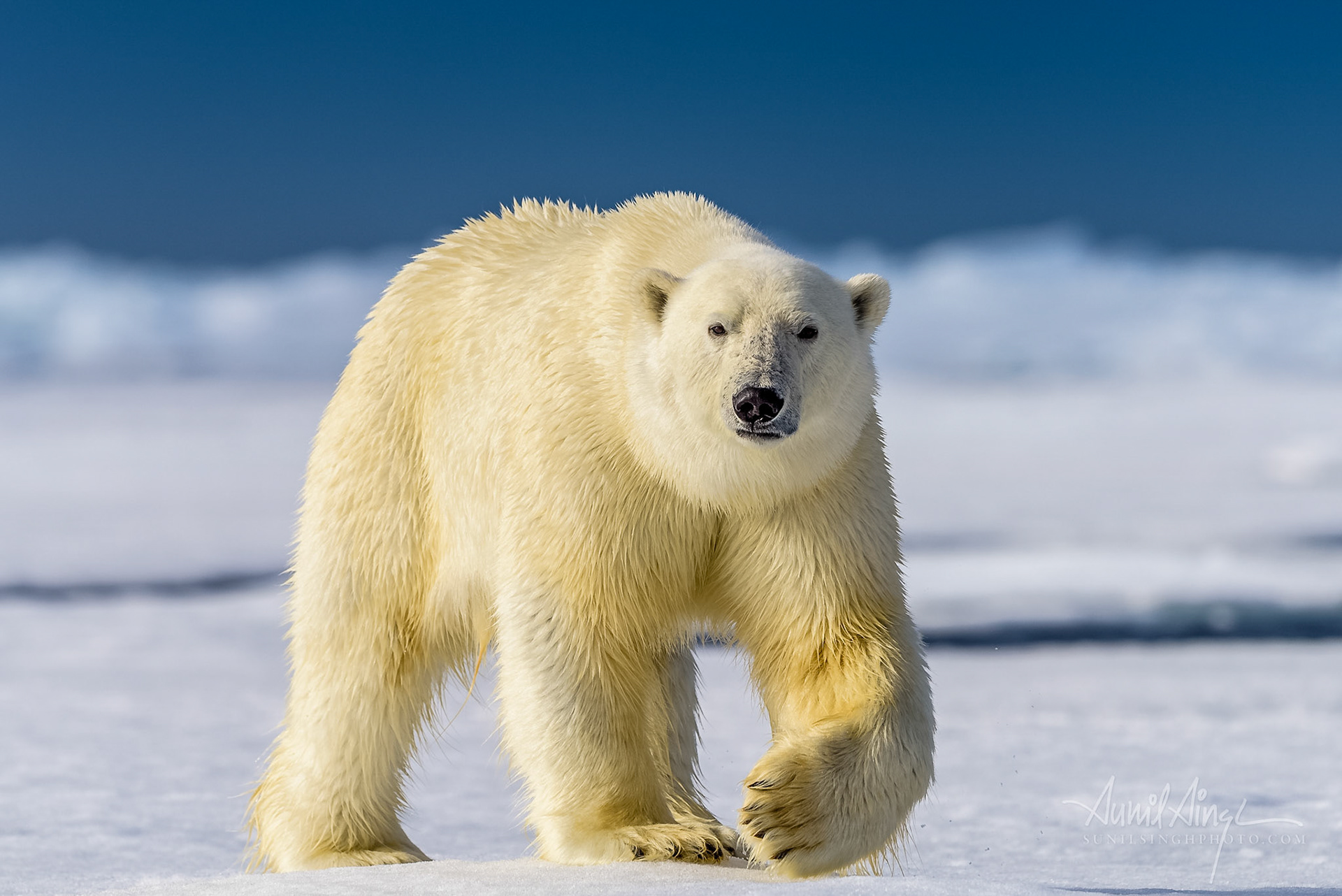 Polar Bear, Svalbard
