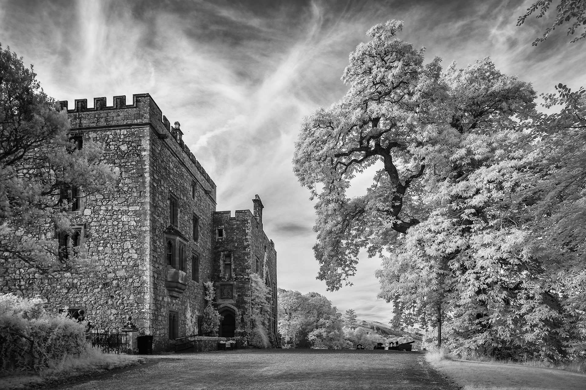 Tom fools tree, Muncaster