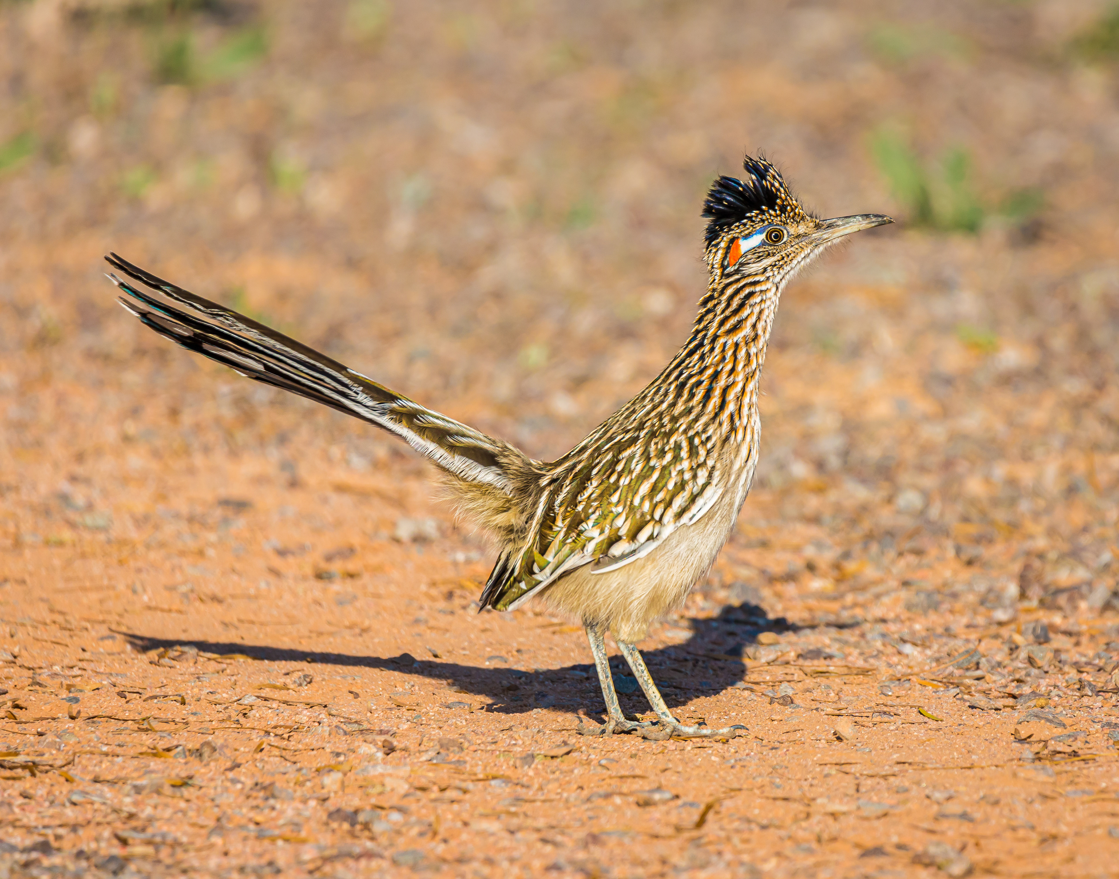 Greater Roadrunner