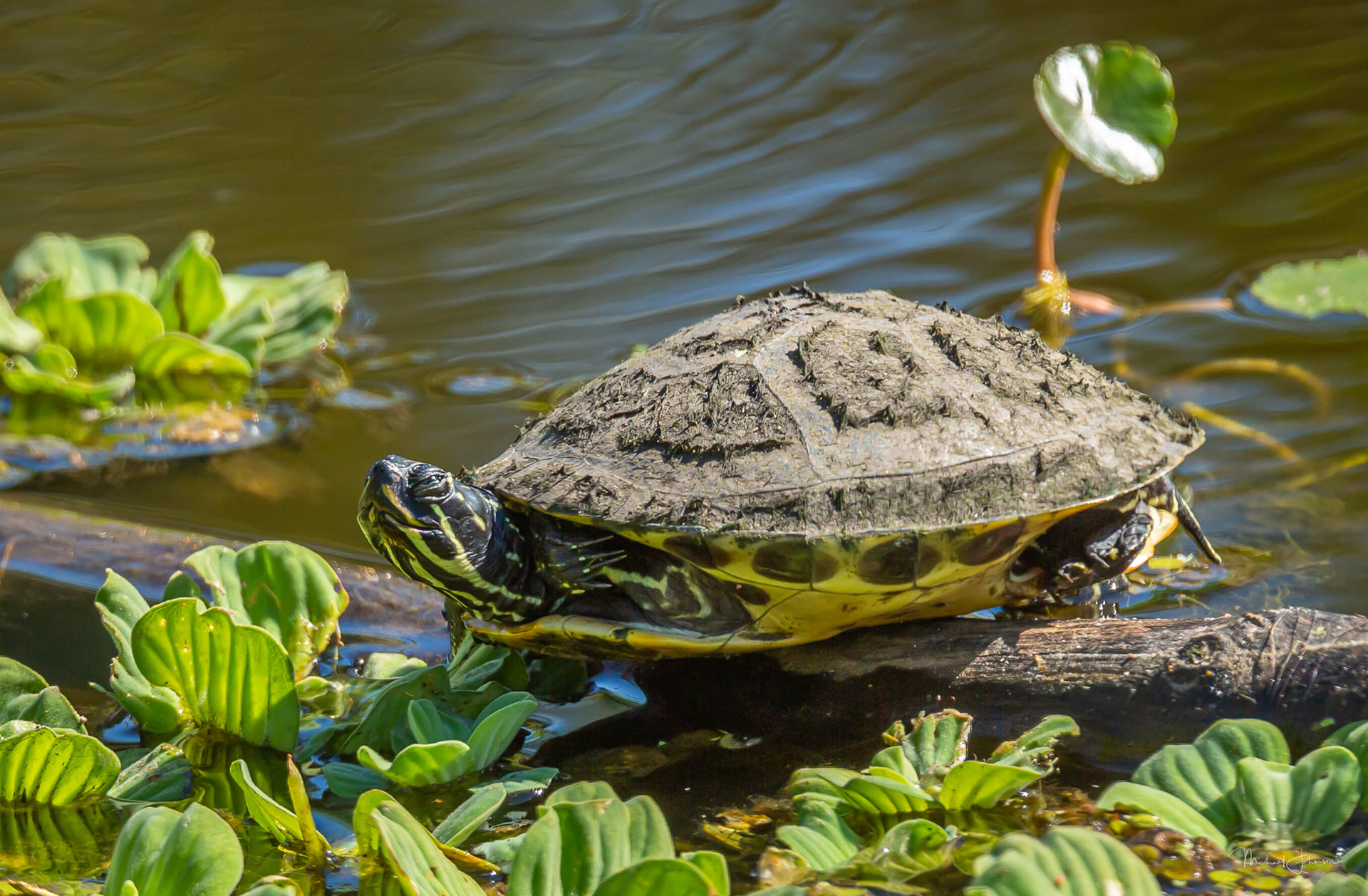 Florida Cooter
