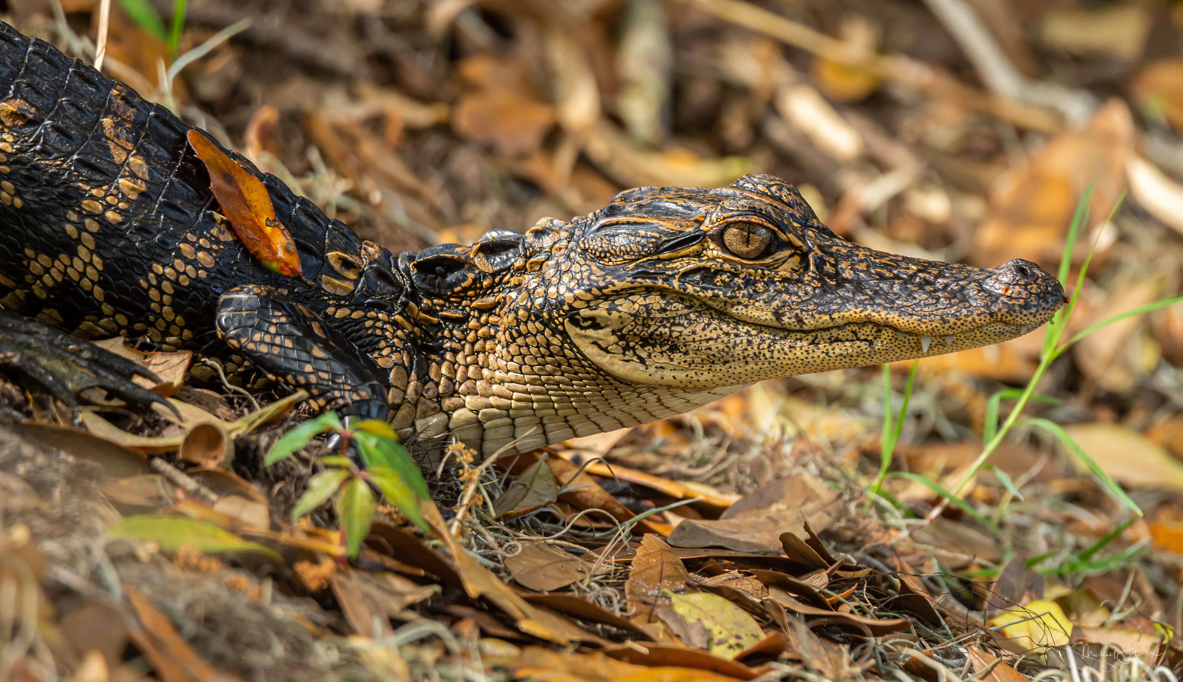 American Alligator